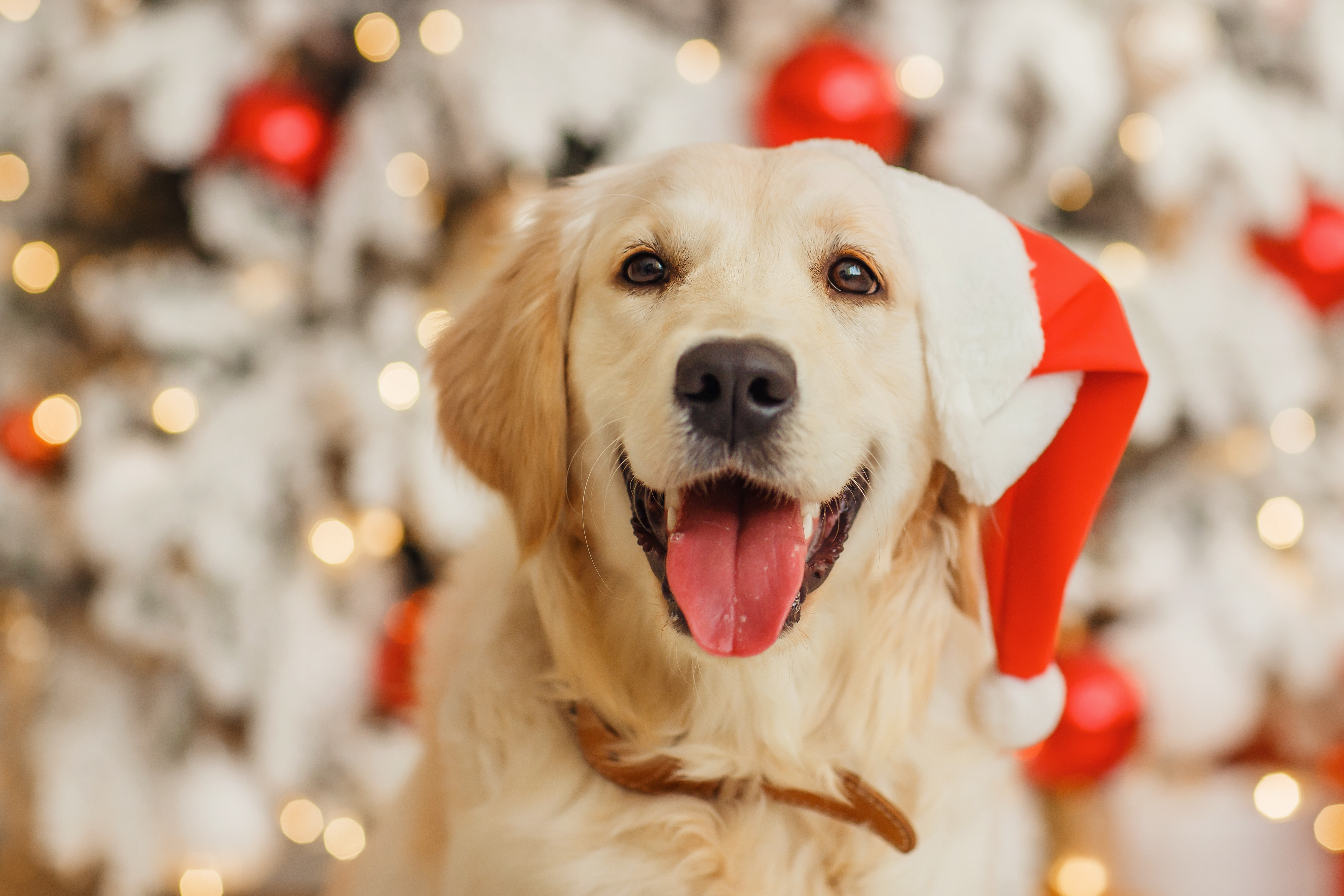 How to Include Your Pets in Your Christmas Celebrations