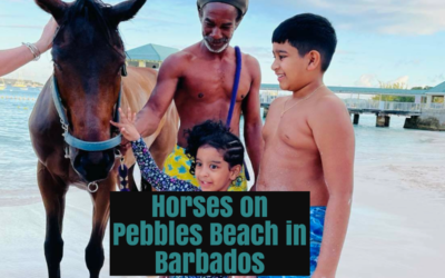 A Unique Encounter: Horses on Pebbles Beach in Barbados
